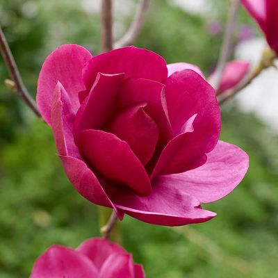 Magnolia altoita cu floare mare Emperor ghiveci 5L