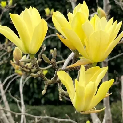 Magnolie galbena altoita Honey Tulip in ghiveci 5L