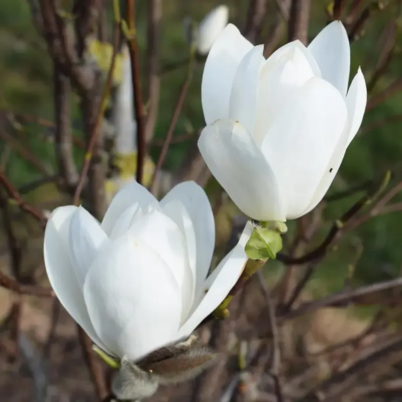 Magnolia alba crizantema altoita Joli Pompom ghiveci 5L