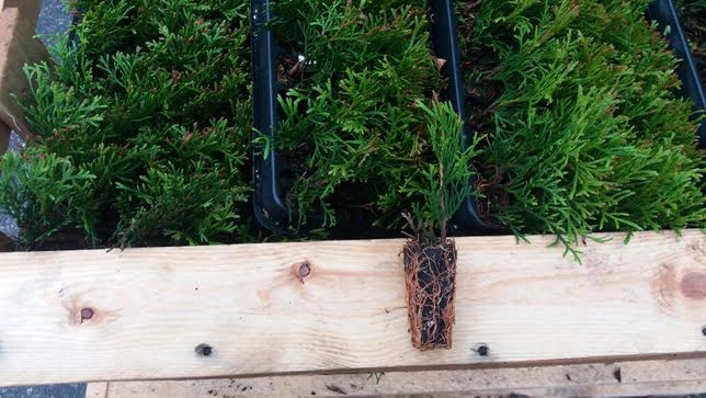 Rasad Thuja occidentalis 'Smaragd' tavita 140 alveole