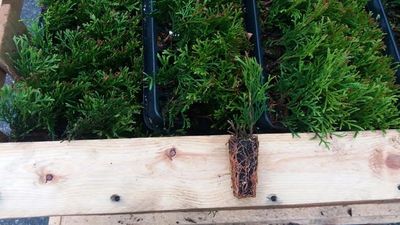 Rasad Thuja occidentalis 'Smaragd' tavita 140 alveole