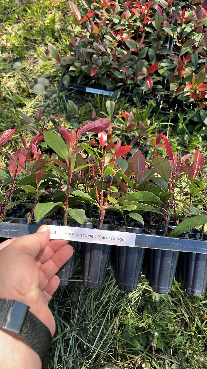 Răsaduri Photinia Carré Rouge Tăviță 100 Alveole | Pepiniera Dulce