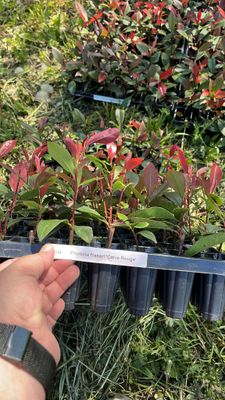 Răsaduri Photinia Carré Rouge Tăviță 100 Alveole | Pepiniera Dulce