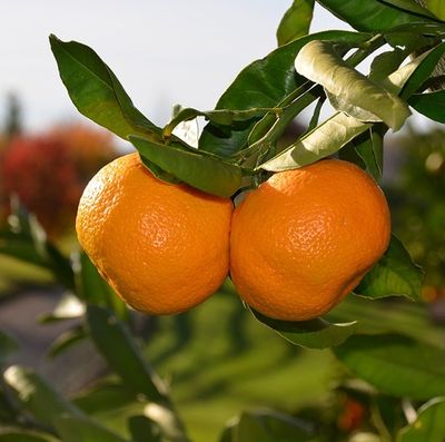 Mandarin Satsuma Owari C7 Mandarin Satsuma Owari C7