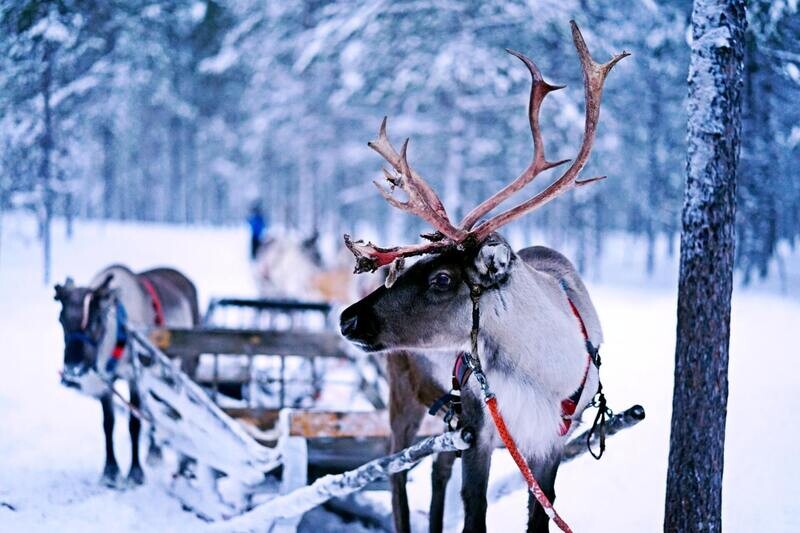 Sunday 5th - Santa’s Grotto
& Reindeer Paddock