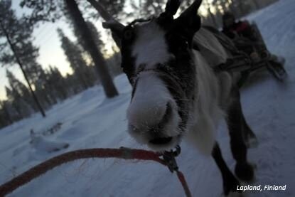 Saturday 18th - Santa’s Grotto
& Reindeer Paddock