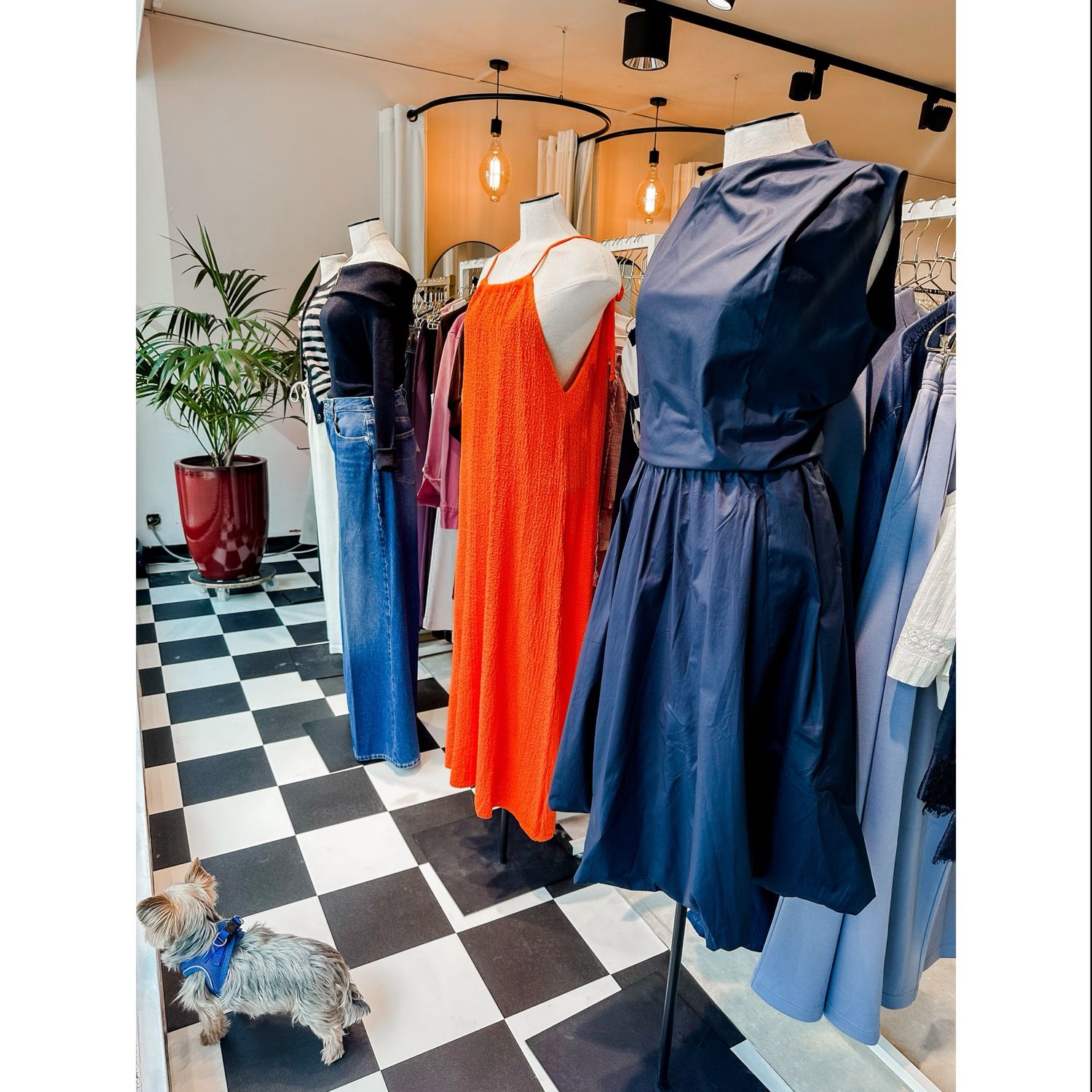 Colletia orange robe
