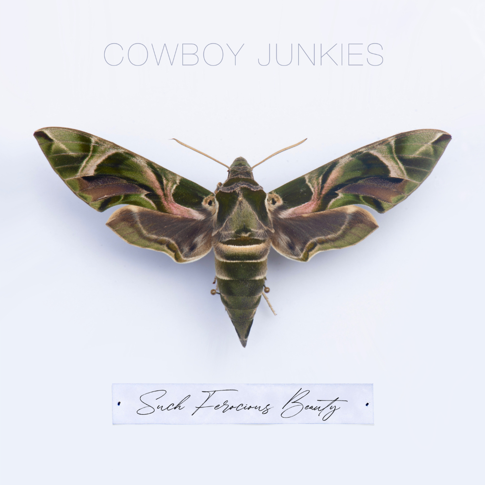 COWBOY JUNKIES - SUCH FEROCIOUS BEAUTY (GEKLEURD)