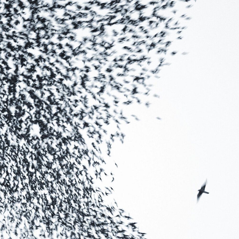 WILCO - SKY BLUE SKY (GEKLEURD)