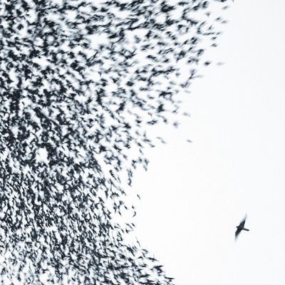 WILCO - SKY BLUE SKY (GEKLEURD)