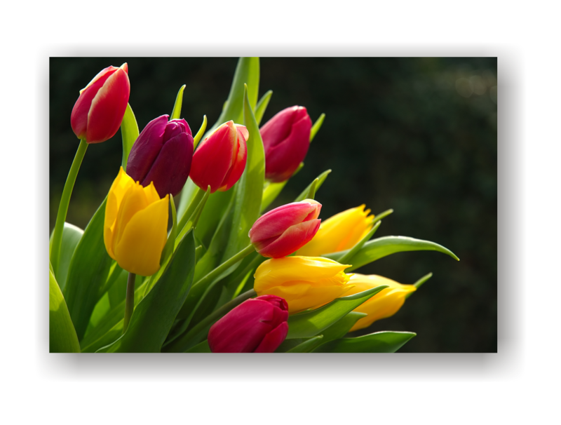 Tulips Canvas Print