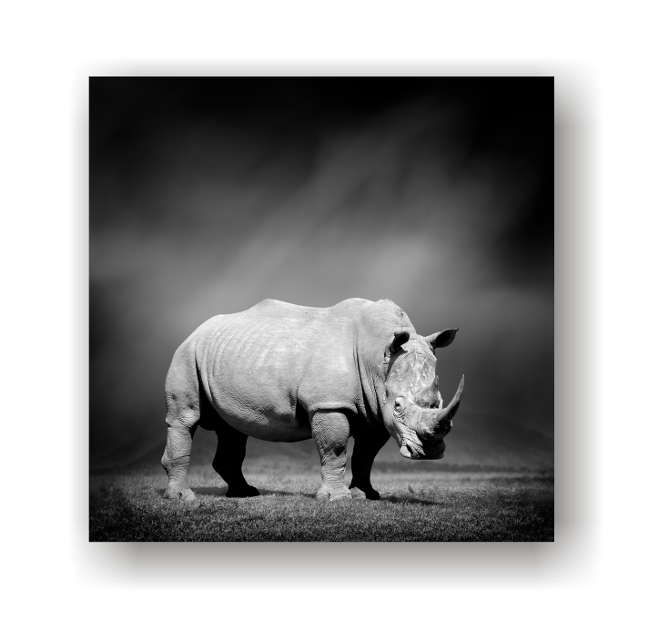 Rhino - Black &amp; White Canvas Print