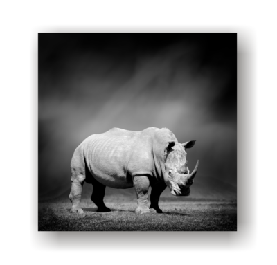 Rhino - Black & White canvas print