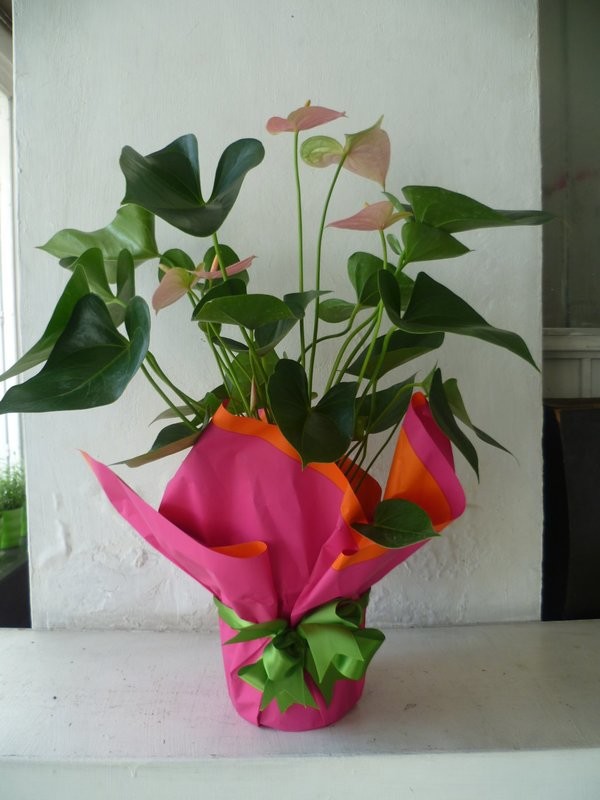Anturio Rosa
