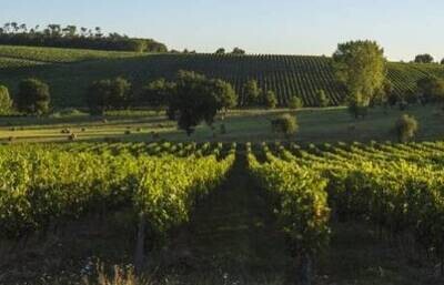 Wine > France > Medoc