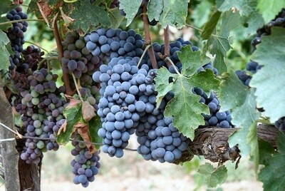 Sangiovese