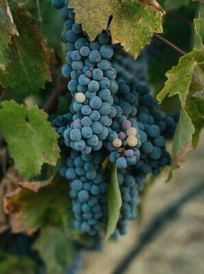 Shiraz/Syrah