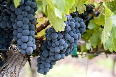 Zinfandel