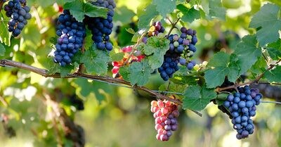 Pinot Noir
