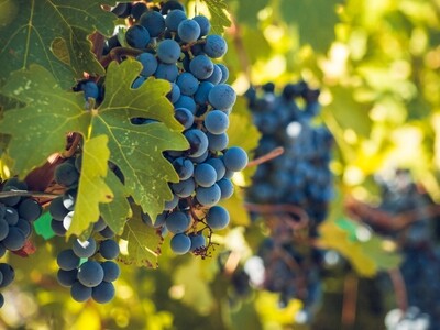 Malbec