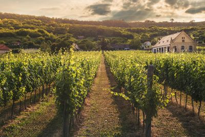 Ribera del Duero