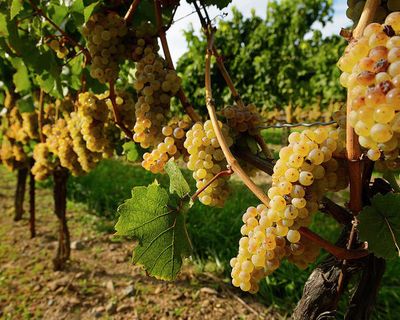 Riesling