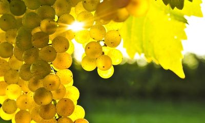 Chardonnay