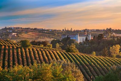 Barolo