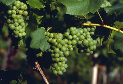 Sauvignon Blanc