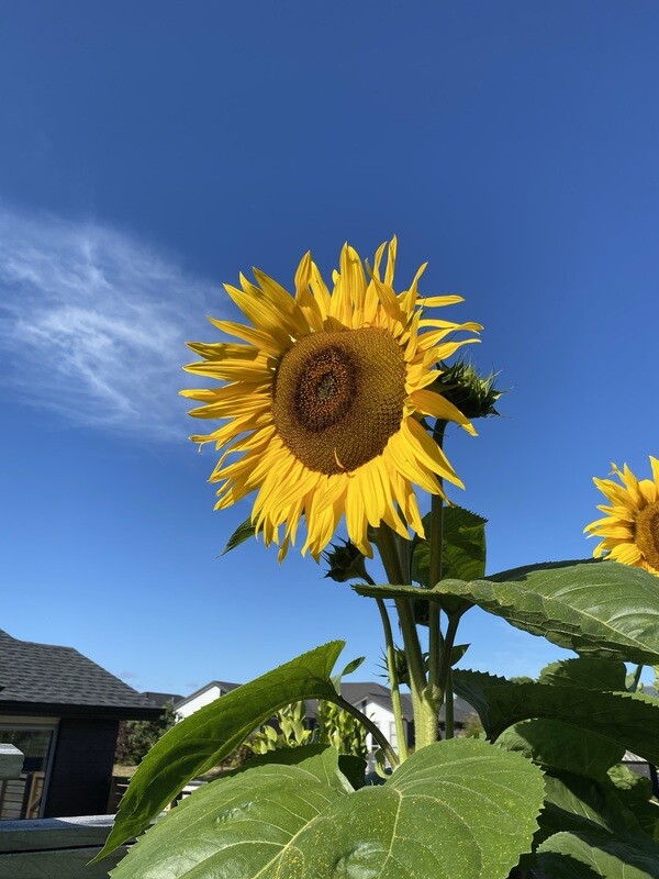 Happy Sunflower Pack (approx 8 seeds)