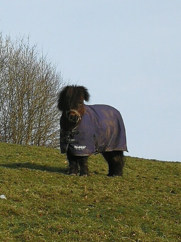Bella The Shetland Pony Well Being Walks