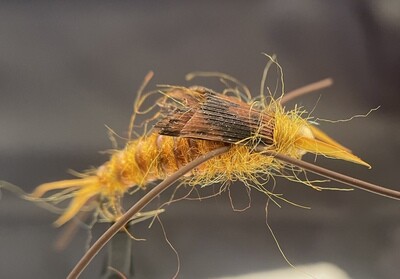 Golden Stone Nymph (Bead Head/ Rubber Leg)
