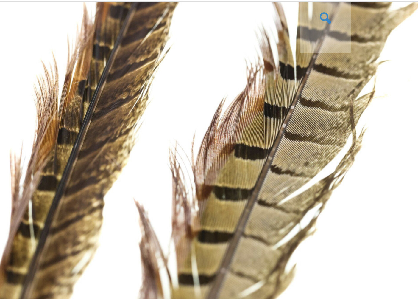 Ringneck Pheasant Tail Feathers