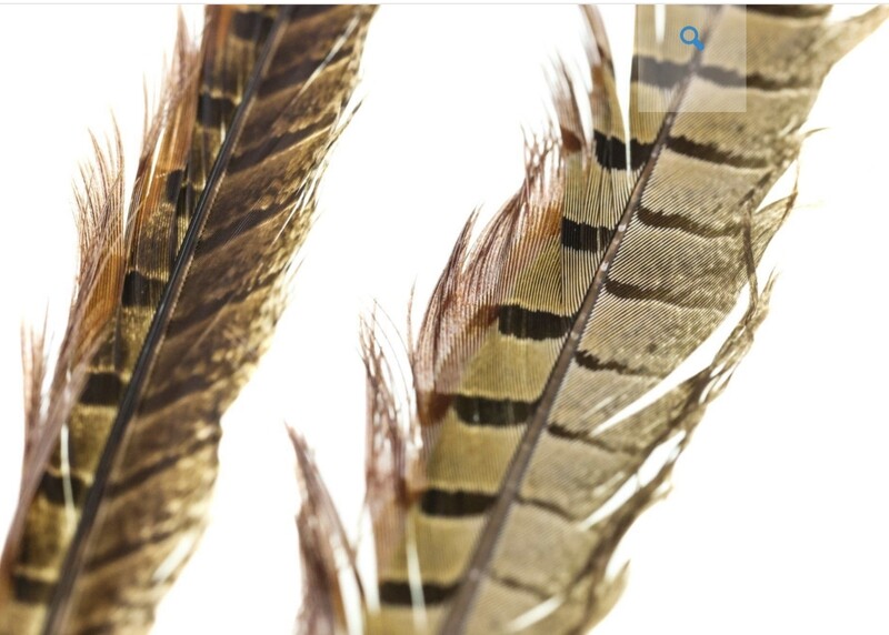 Ringneck Pheasant Tail Feathers