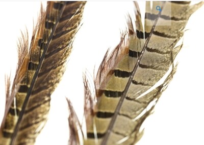 Ringneck Pheasant Tail Feathers