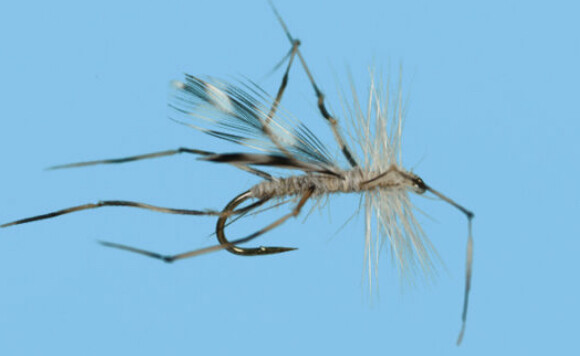 Crane Fly