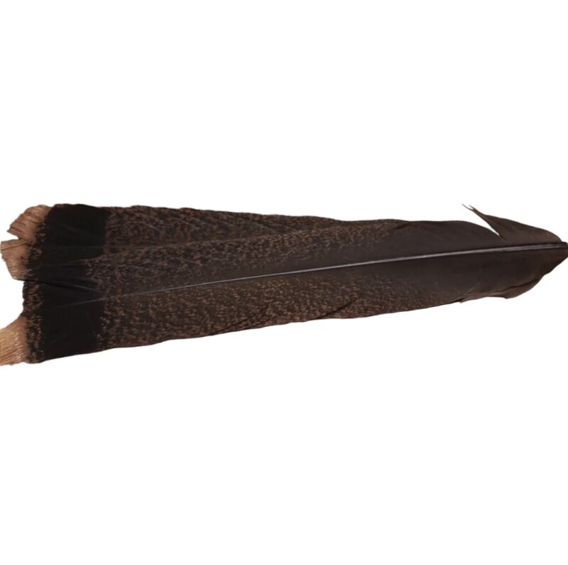 Cinnamon Tip Turkey Tail Feathers