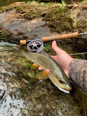 Fly Rods &amp; Reels