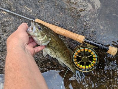 Fly Reels