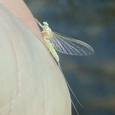 Flies
