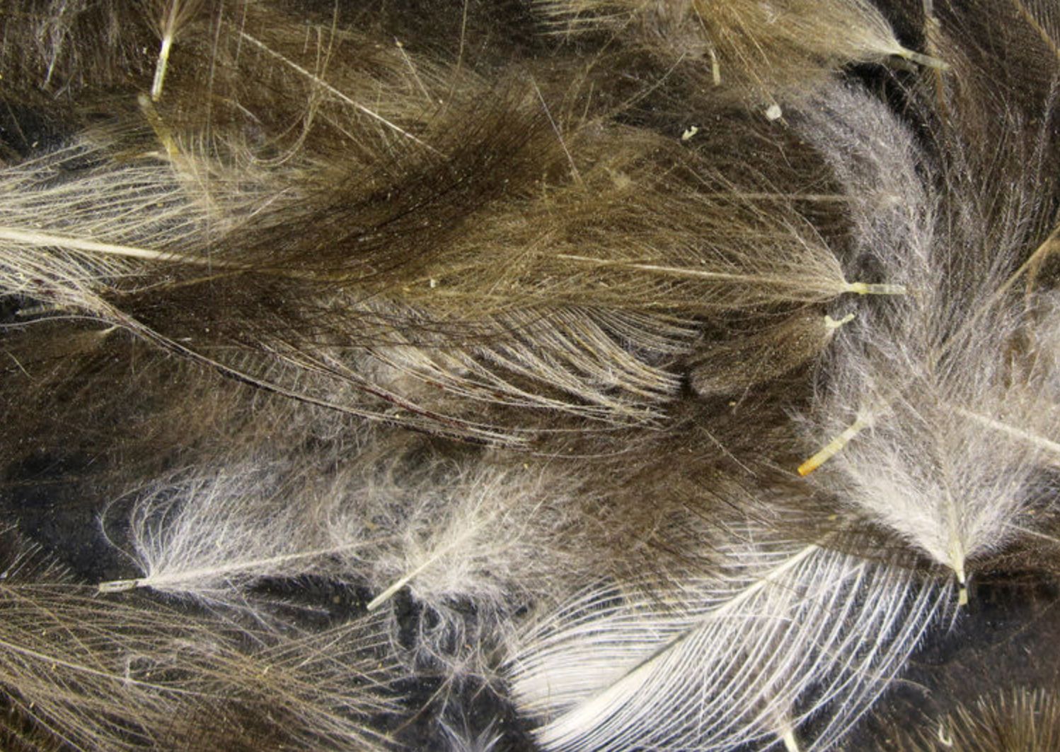 Hareline Cul De Canard Feathers
