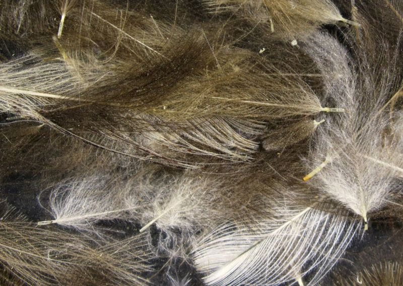 Hareline Cul De Canard Feathers
