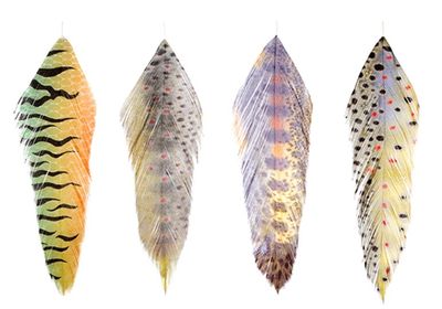 MFC Galloup's Fish Feathers