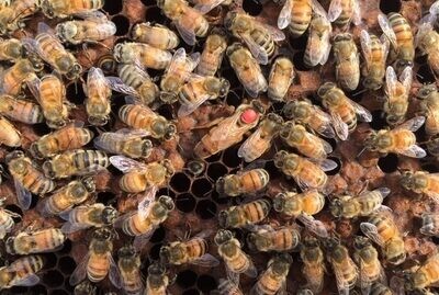 Nucleus Colonies (NUCs) Pure VSH Stock: F1 Hybrid