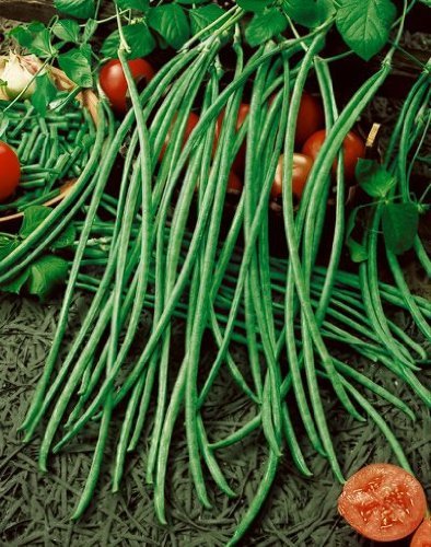 Guyana Bora Seeds