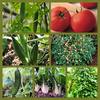 Guyanese Gardan 571-501-5769