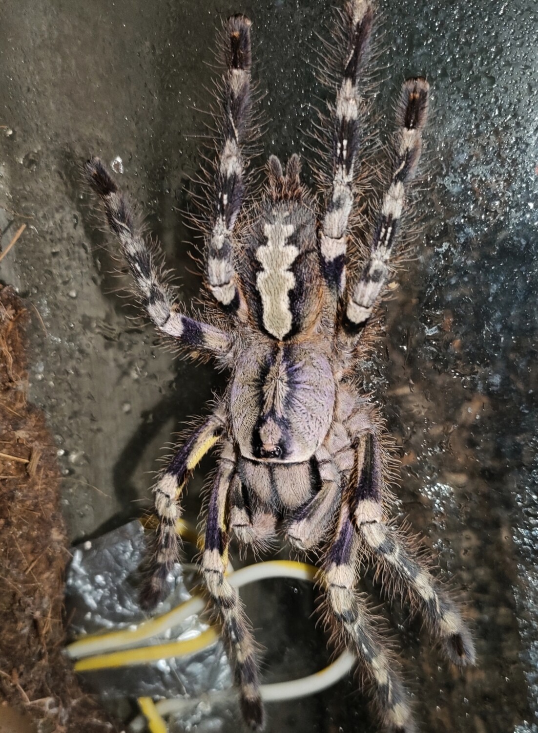 Poecilotheria fasciata Sri Lankan Orname