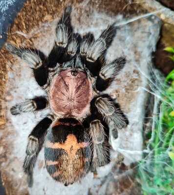 Adult Tarantulas