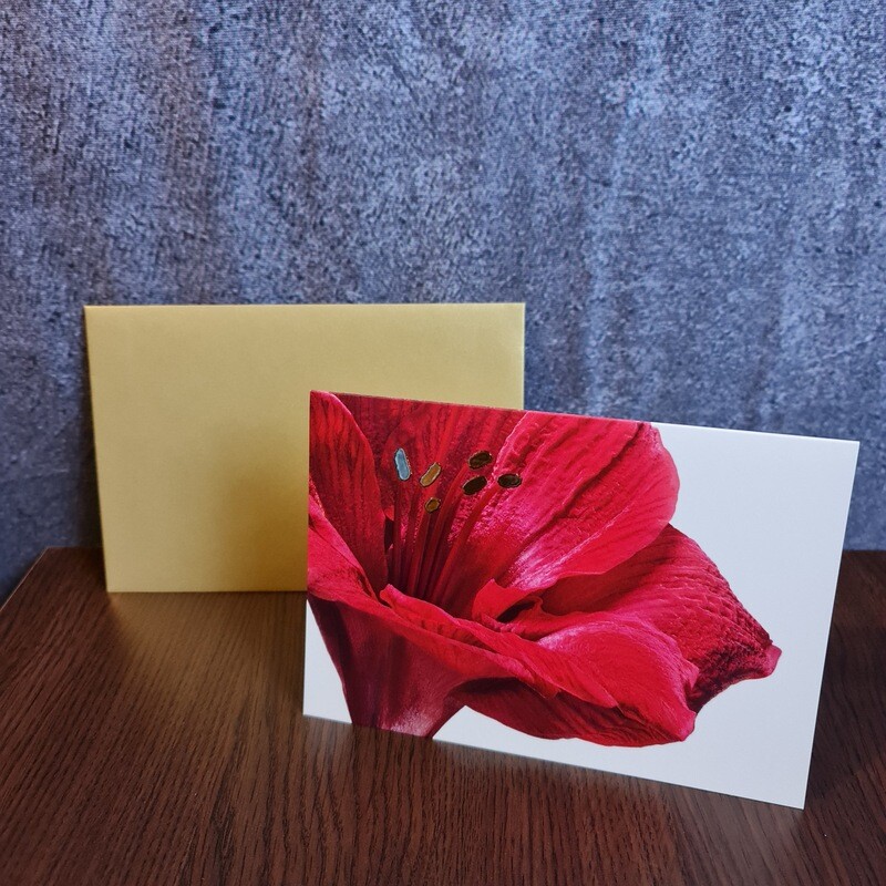 Grußkarte Amaryllis Grußkarte Amaryllis