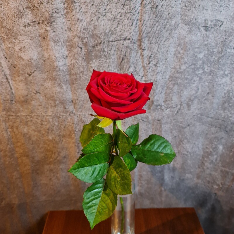 Rote Rose(n) (Menge wählbar) Rote Rose(n) (Menge wählbar)
